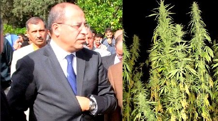 عامل تاونات: الكيف زراعة دخيلة على الإقليم ينبغي أن تجثث،ولا مبرر لبقائها