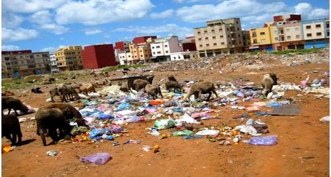 أحياء مدينة العرائش تتحول إلى حاويات الأزبال ومرعى للأغنام والمعز