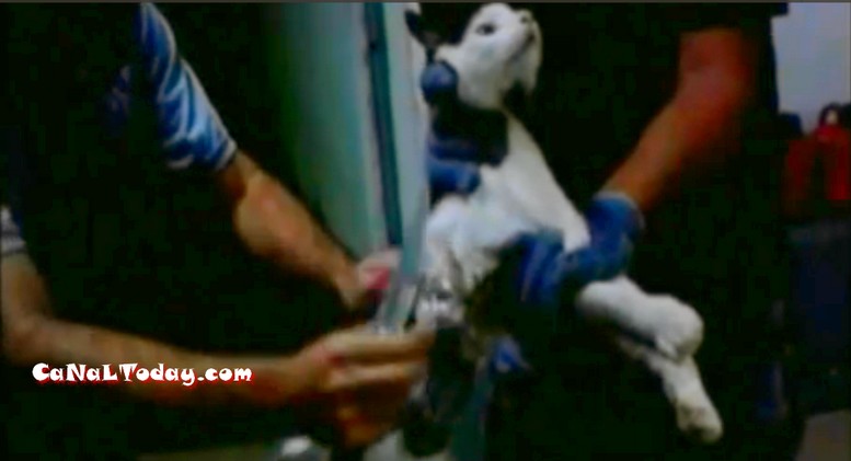 وأخيرا تــم القبض على القط الذي يساعد السجناء على الهروب في البرازيل +فيديو