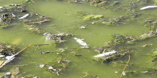 نفوق العشرات من أسماك (البوري) في نهر الواد المالح بمرتيل‎