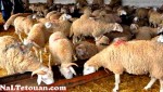 جهة طنجة-تطوان-الحسيمة : انطلاق عملية ترقيم ومراقبة الأضاحي