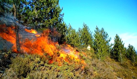 جهة طنجة تطوان الحسيمة: وكالة المياه والغابات تحصي 68 حريقا منذ مطلع العام 2023