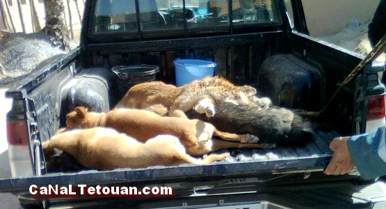 السلطات تقتل الكلاب الضالة بمرتيل رميا بالرصاص !