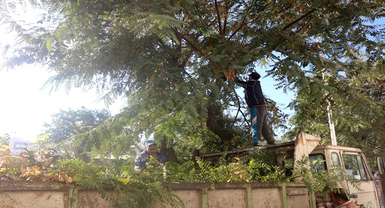 الجماعة تقوم بعملية تشذيب الأشجار بشارع المسيرة بتطوان