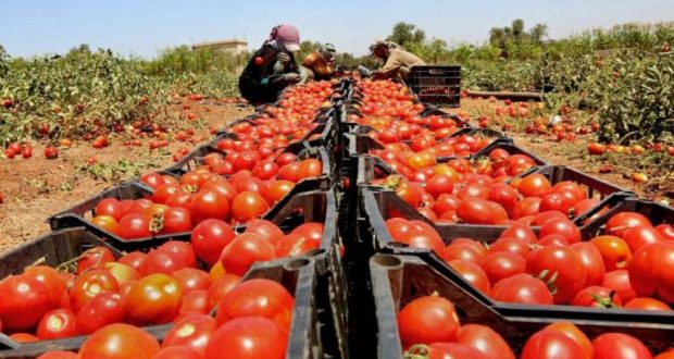 تقرير يكشف اختلالات قطاع إنتاج وتسويق الطماطم بالمغرب
